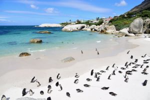 travel to capetown